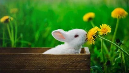 爱游戏在线-中国篮球联赛球队战术创新及实战应用，篮球团队战术